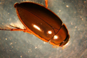 Vodomube - spokojne chrząszcze, które zawierają w akwariach Vodomube - spokojne chrząszcze, które zawierają w akwariach