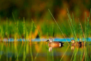 Waterfowl: opis, przedstawiciele i zdjęcia