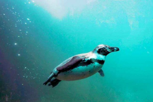 Jakie maksymalne pingwiny prędkości pływają?