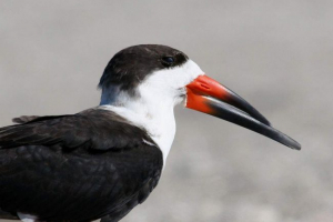 Wodoodporny - fantastyczny ptak Wodoodporny - fantastyczny ptak