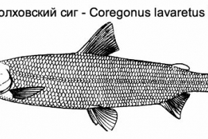 Volkhovsky sig lub sigolov