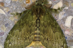 Viarcz - brązowe motyle