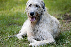 Wolfhound - charakterystyka rasy