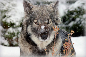 Power - hall and halt Power - hall and halt