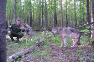 Wilki są na straży rosyjskich granic