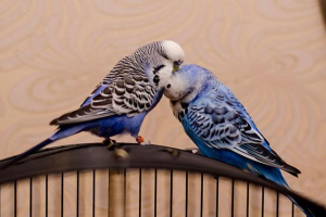 Falista papuga czech - warunki