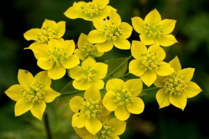 Złoty rolownik Złoty rolownik