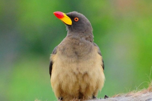 Fiber - santars savann Fiber - santars savann