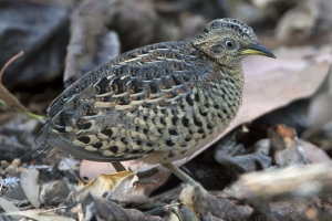 Traktarator trainter