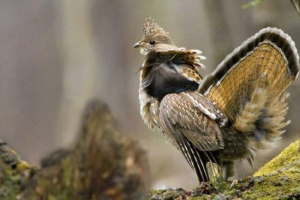 Collar rye - crested bird Collar rye - crested bird