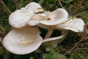 Węgiel drzewny govorushka