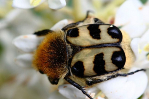 Weskov - brilliant beetle