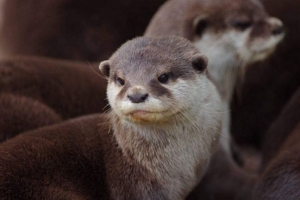 Eastern clean otter - dziecko wśród piór