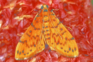 Wschodni owoc - likwidator upraw