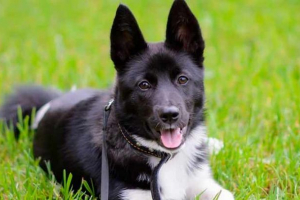 Wschodnioeuropejska laika - cechy rasy