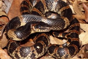 Wschodni dinozon Wschodni dinozon