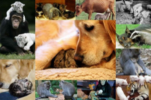 Czy można przyjąć w świecie zwierząt? Czy można przyjąć w świecie zwierząt?