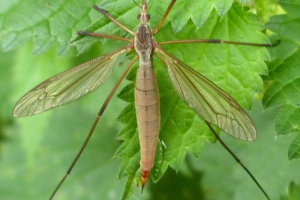 Szkodliwy lub bagno dron
