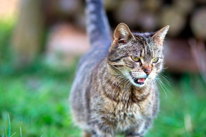 Wszystko o ciążę w kotach Wszystko o ciążę w kotach