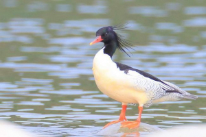 Wszystko o scaly crochal, zdjęcie starożytnej kaczki Wszystko o scaly crochal, zdjęcie starożytnej kaczki