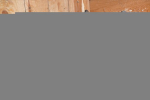 Wszystko o królikach rasy rex Wszystko o królikach rasy rex