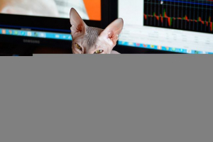 Wszystko o rasie don sphinx