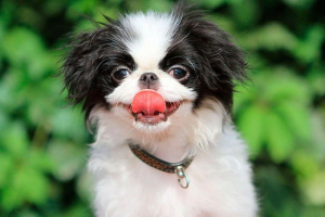 Wszystko o rasie japońskiej hin Wszystko o rasie japońskiej hin