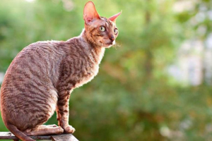 Wszystko o kodzie rasy kornish rex Wszystko o kodzie rasy kornish rex