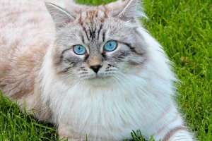 Wszystko o cat breed nevskaya masquerade