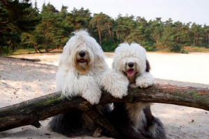 Wszystko o rasach psów bobtail Wszystko o rasach psów bobtail