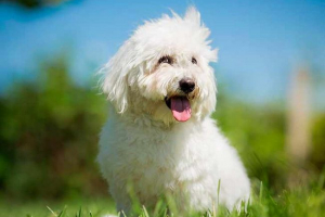 Wszystko o rasie psa coton de tulawar