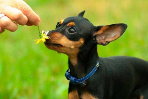 Wszystko o rasach psów praga Wszystko o rasach psów praga