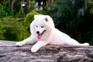 Wszystko o samoyed jak
