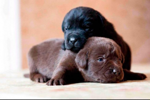 Wszystko o kiedy szczeniak otwiera oczy