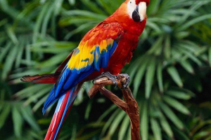 Wybierz dużą papugę Wybierz dużą papugę