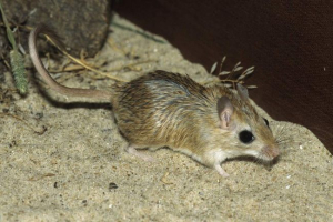 Wybierz piasek - przyjazny zwierzak Wybierz piasek - przyjazny zwierzak