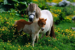 Wybieramy kucyk Wybieramy kucyk