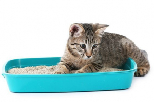 Wybór toalety cat: przewodnik po akcji Wybór toalety cat: przewodnik po akcji