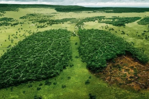 Cięcie lasów tropikalnych Cięcie lasów tropikalnych