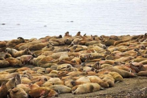 W atlantyku laszha z ziemi franz iosif zainstaluje fotomarple
