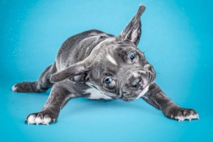 Śmieszne szczenięta, potrząsając od wody: strzelanie w zwolnionym tempie Śmieszne szczenięta, potrząsając od wody: strzelanie w zwolnionym tempie