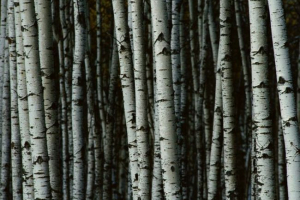 Dlaczego potrzebujesz czarnych pasków na brzozie?