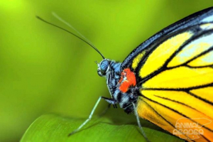 Dlaczego istnieją motyle w przyrodzie?