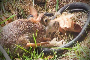 Bunny dał zepsujący zabójcę węża
