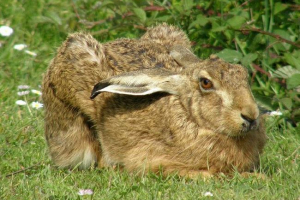 Zające w naturze