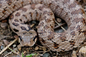 Transcaucasian poloz Transcaucasian poloz