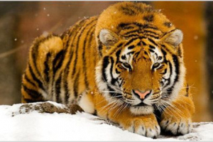 Transcaucasian tiger