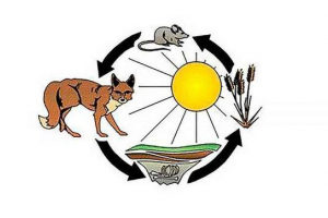 Prawa termodynamiki w systemach biologicznych Prawa termodynamiki w systemach biologicznych