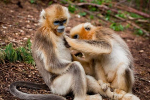Należy zauważyć, że w naturze małpa-obesai Należy zauważyć, że w naturze małpa-obesai