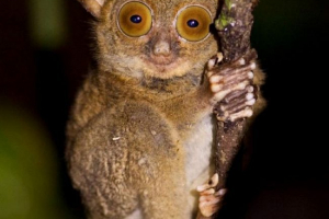 Western lifetime - tiny fluffy prymas Western lifetime - tiny fluffy prymas